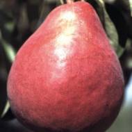 Саджанець Груша Ред Сенсейшн в контейнері